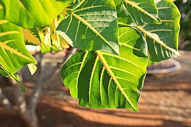 《全职猎人NEN×IMPACT》公开磊扎参战预告